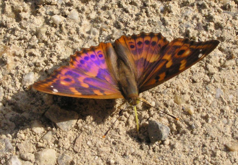 Apatura ilia